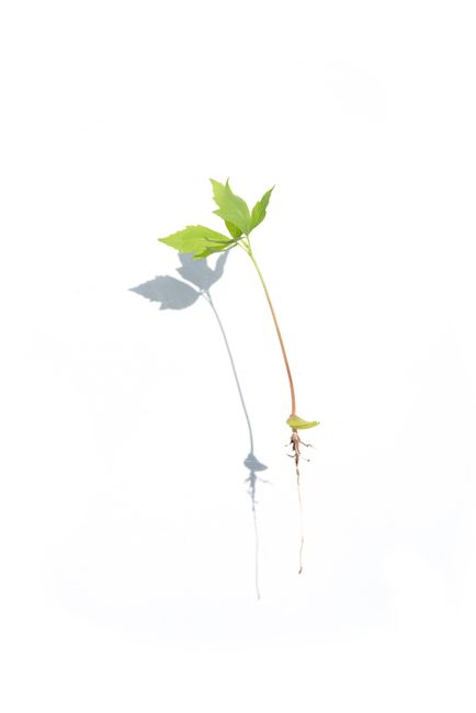 A single plant seedling casting a shadow on a white backdrop, symbolizing growth.
