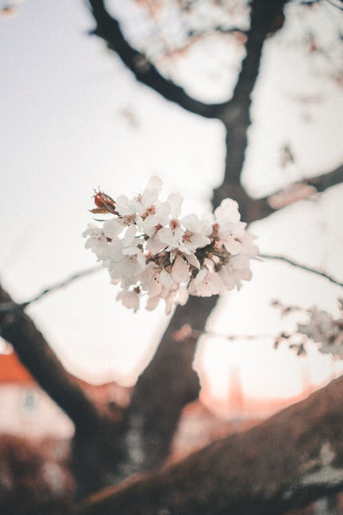 Free Close-up of White Cherry Blossoms Stock Photo