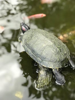 Close-up of a red-eared slider turtle basking in a pond in Bali, Indonesia.