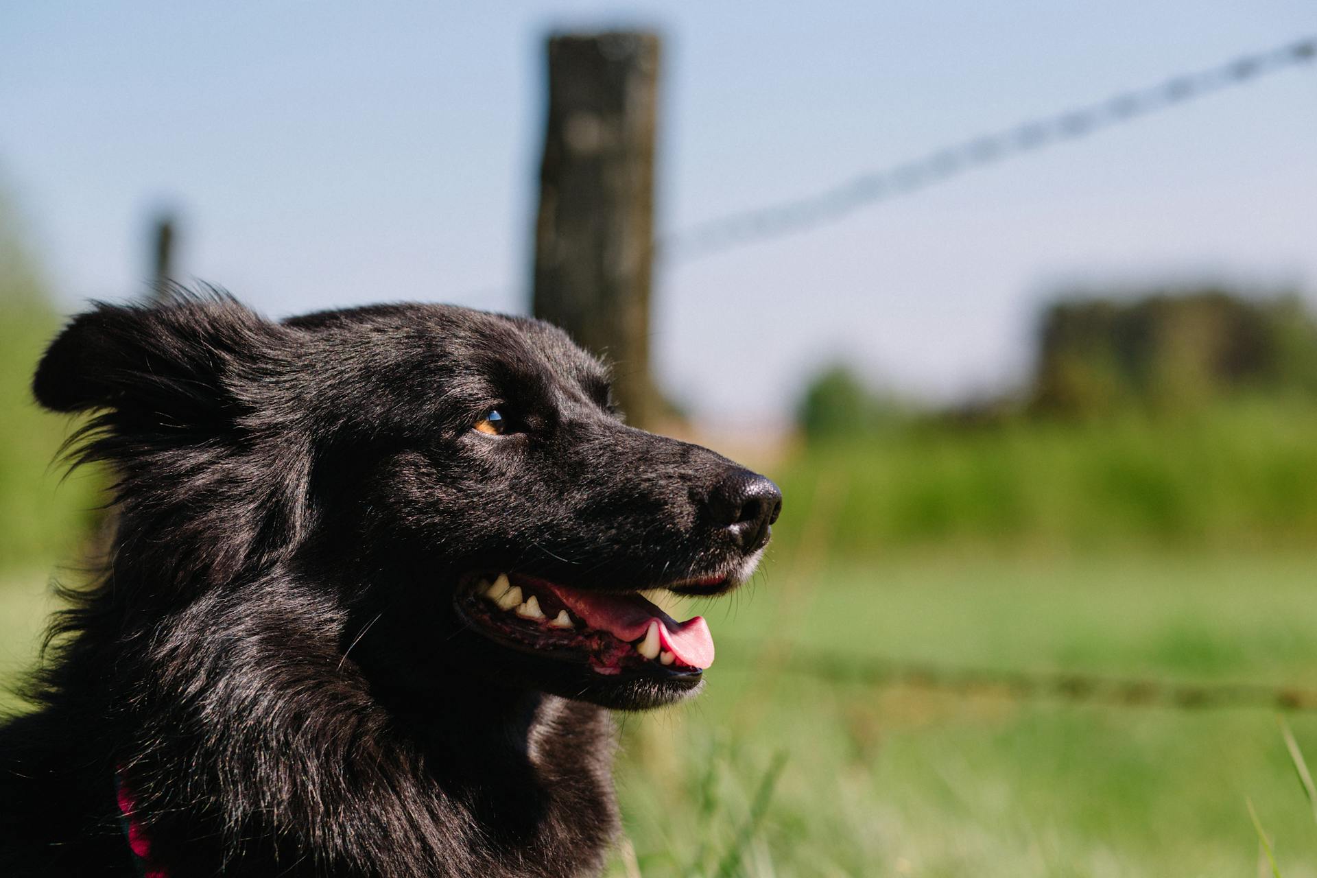 Adult Black Finnish Lapphund Mix