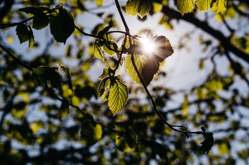 Free Close-up view of sunlight shining through green leaves, creating a beautiful natural scene. Stock Photo
