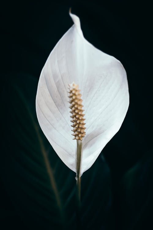 Ilmainen kuvapankkikuva tunnisteilla aromaattinen, aromi, botaniikka