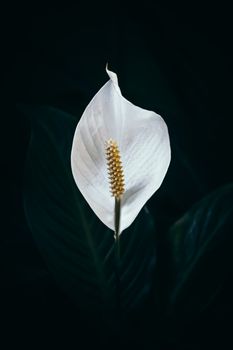 从上方俯瞰，黑色背景映衬着和平百合室内植物清新的绿叶和素雅的白花