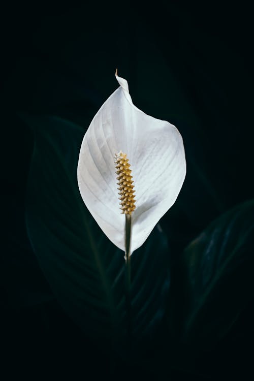 Free From above of gentle white flower of peace lily houseplant with fresh green leaves against black background Stock Photo