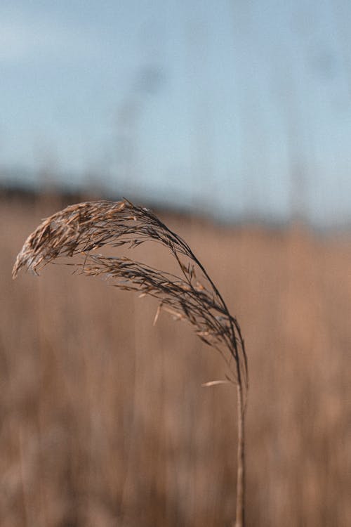 Free Close Up Photography of a Dry Plant Stock Photo