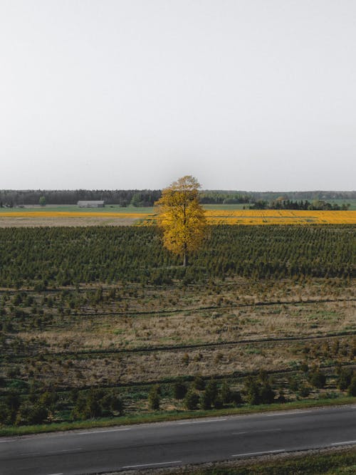 Imagine de stoc gratuită din arbore, câmp, câmpuri