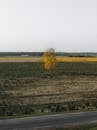 Single Tree on a Field