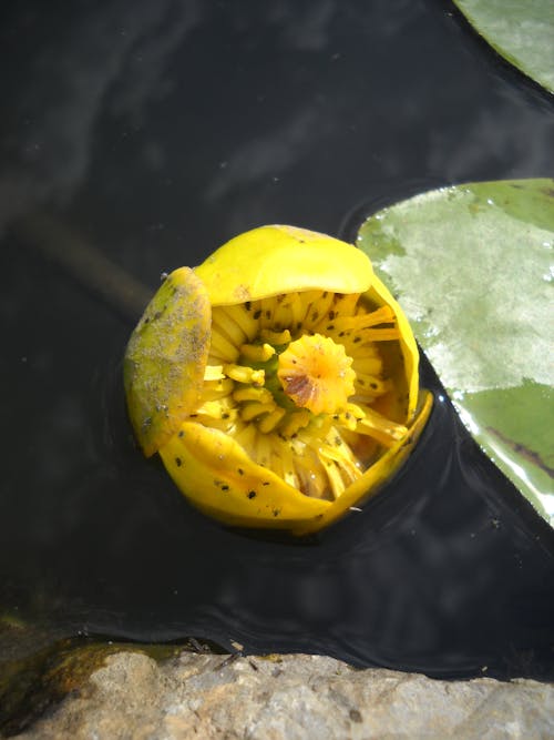Free stock photo of water lily Stock Photo