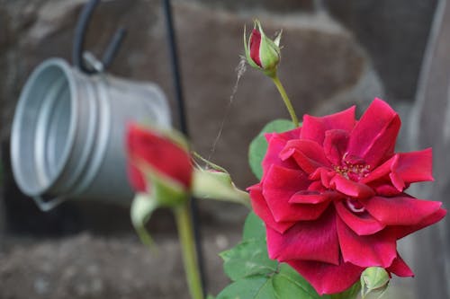 Free stock photo of red roses Stock Photo