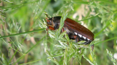Free stock photo of beetle