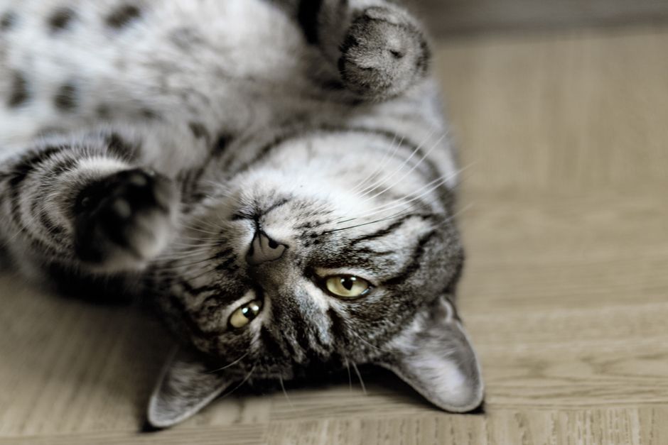 Charming grey tabby cat lying upside down on the floor, looking at the camera.