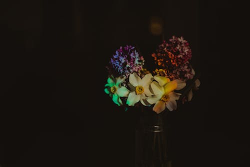 Free stock photo of abstract art, beautiful flowers, black background