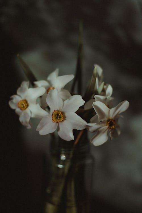 Close-Up Photo of Blooming White Flowers