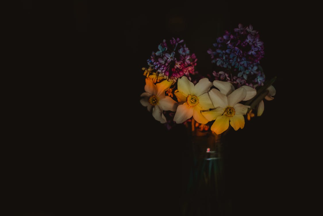 Free stock photo of abstract art, beautiful flowers, black background Stock Photo