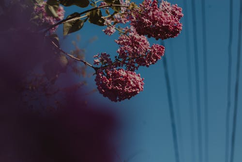 Free stock photo of beautiful flowers, blossom, blue sky Stock Photo