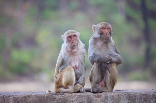 Immagine gratuita di fauna selvatica, fotografia di animali, macaco rhesus