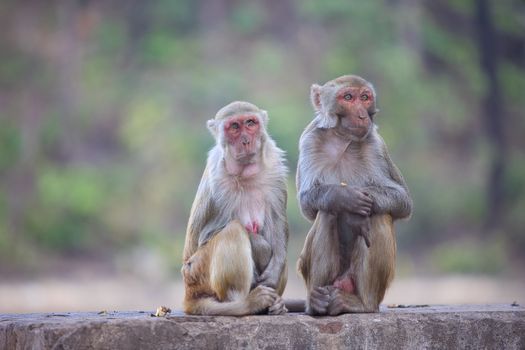 Shallow Focus of Rhesus Macaque Monkeys 