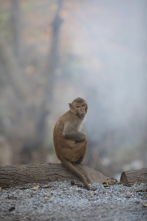 Immagine gratuita di fauna selvatica, fotografia di animali, macaco rhesus