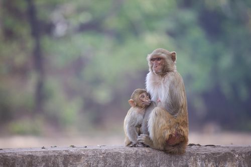 Free A rhesus macaque mother with her baby in the serene outdoors of Mandalay, Myanmar. Stock Photo