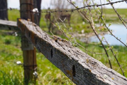 Free stock photo of barb wires, farm, fence
