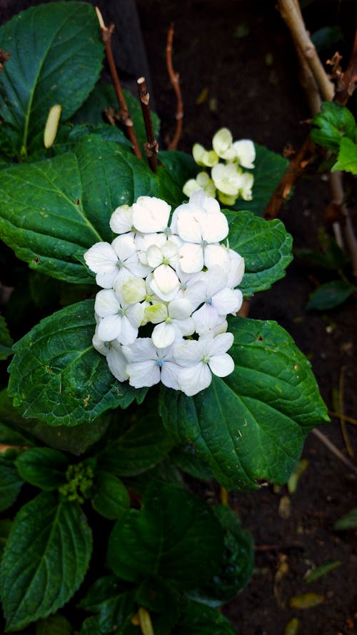Kostenloses Stock Foto zu flor blanca, flores de jardin, hortensia
