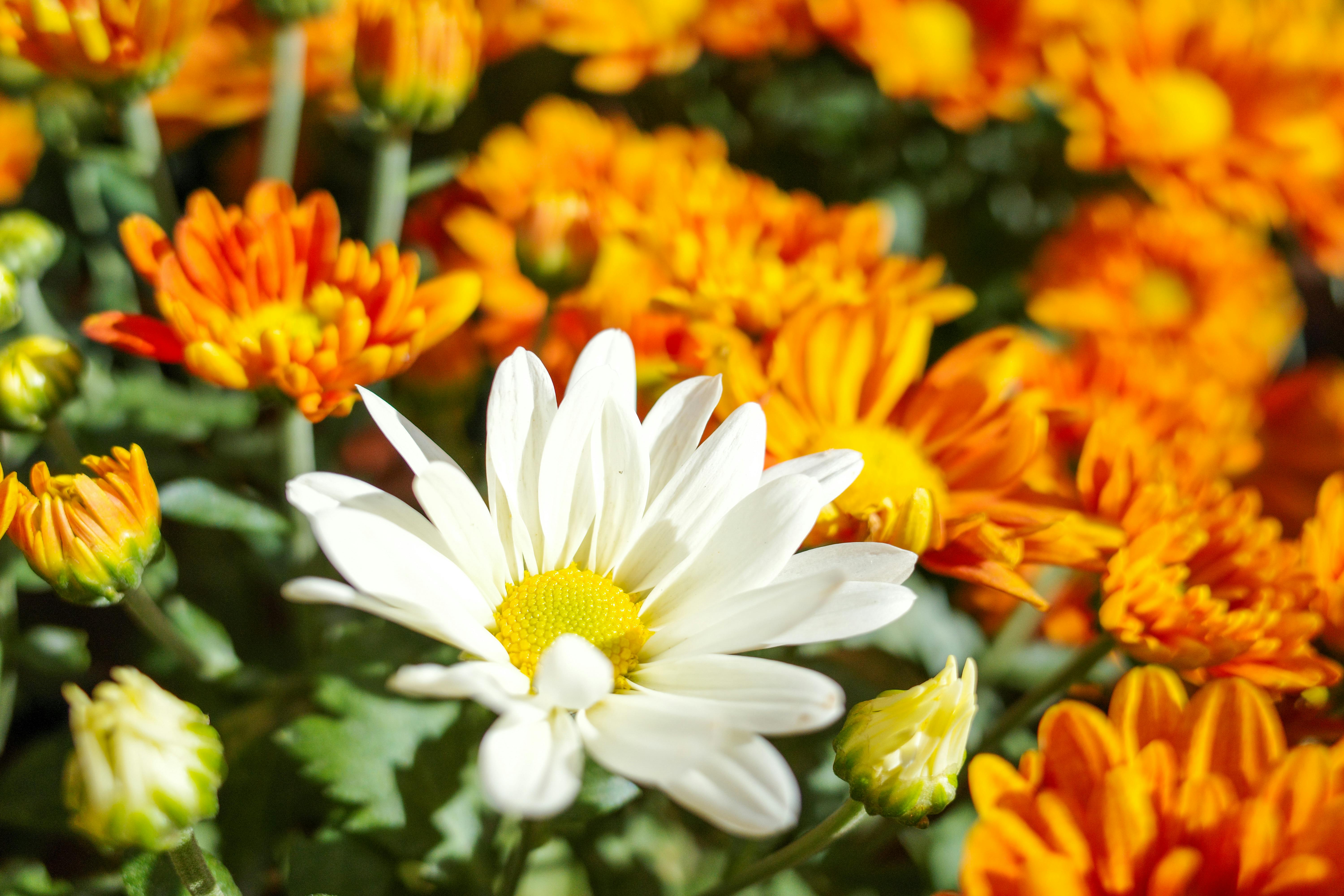 [ColoSach]-close-up-of-colorful-chrysanthemums-in-full-bloom,-showcasing-vibrant-orange-and-white-petals.