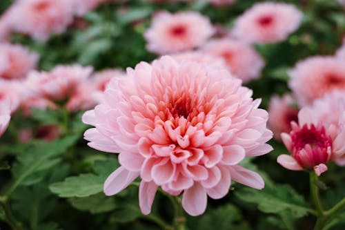 Free Closeup of fresh gentle pink florist s daisy flower growing in garden on sunny day Stock Photo