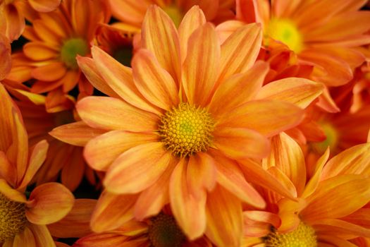 Bouquet of gentle Chrysanthemum morifolium flowers