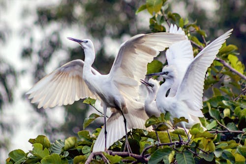 Immagine gratuita di animale, bianco, cespuglio