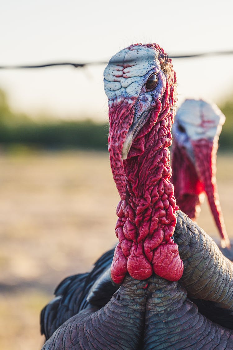 Wild Turkeys Standing On Field In Farm