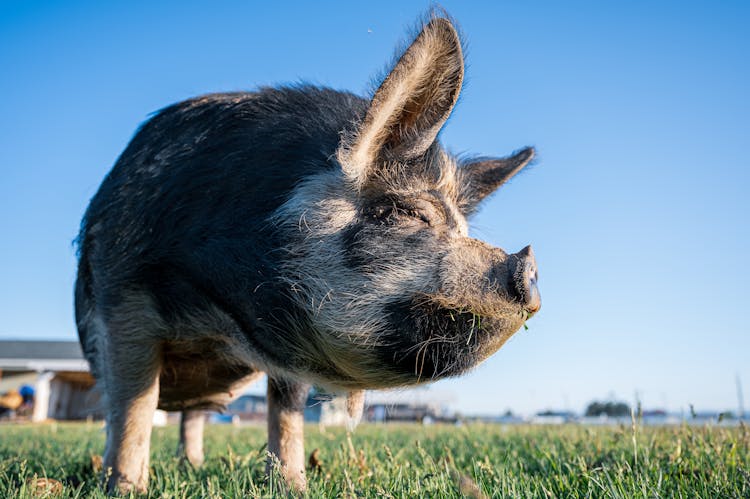 Hairy Swine Standing On Grassy Meadow In Village