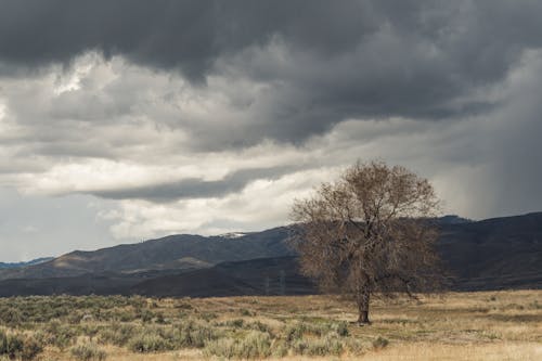 Picturesque landscape of tree growing on dry grassy  field surrounded by mountains against gray overcast sky