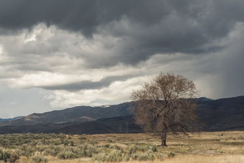 Immagine gratuita di albero, altopiano, ambiente