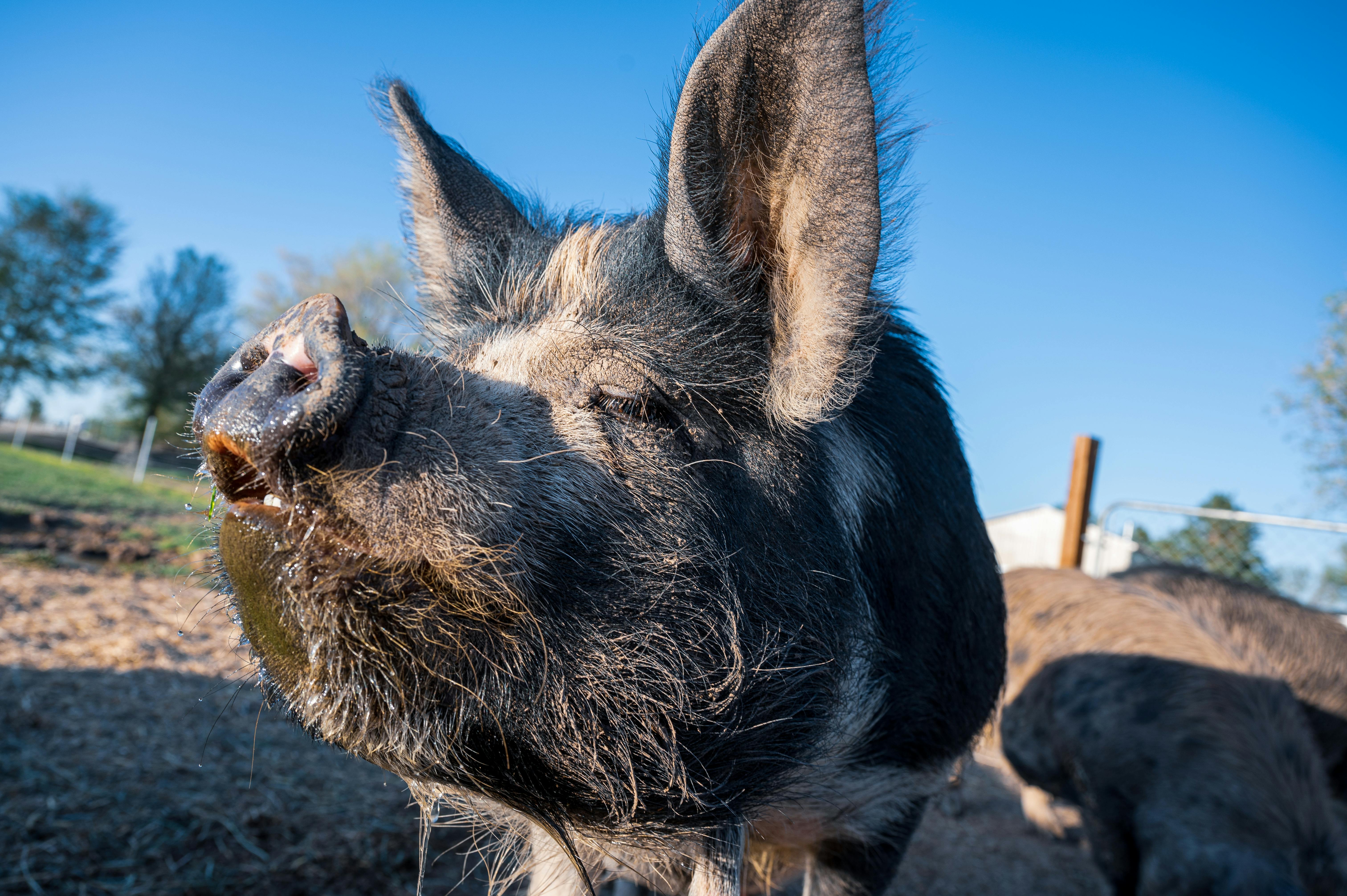 dirty pigs standing on meadow in countryside