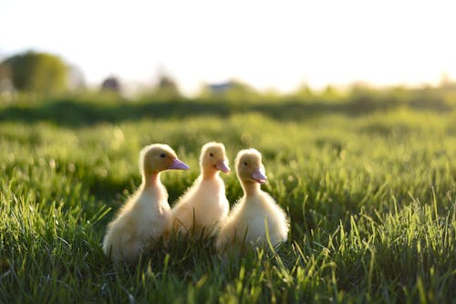 Free Flock of adorable funny yellow baby ducks standing on green grassy meadow and looking away Stock Photo