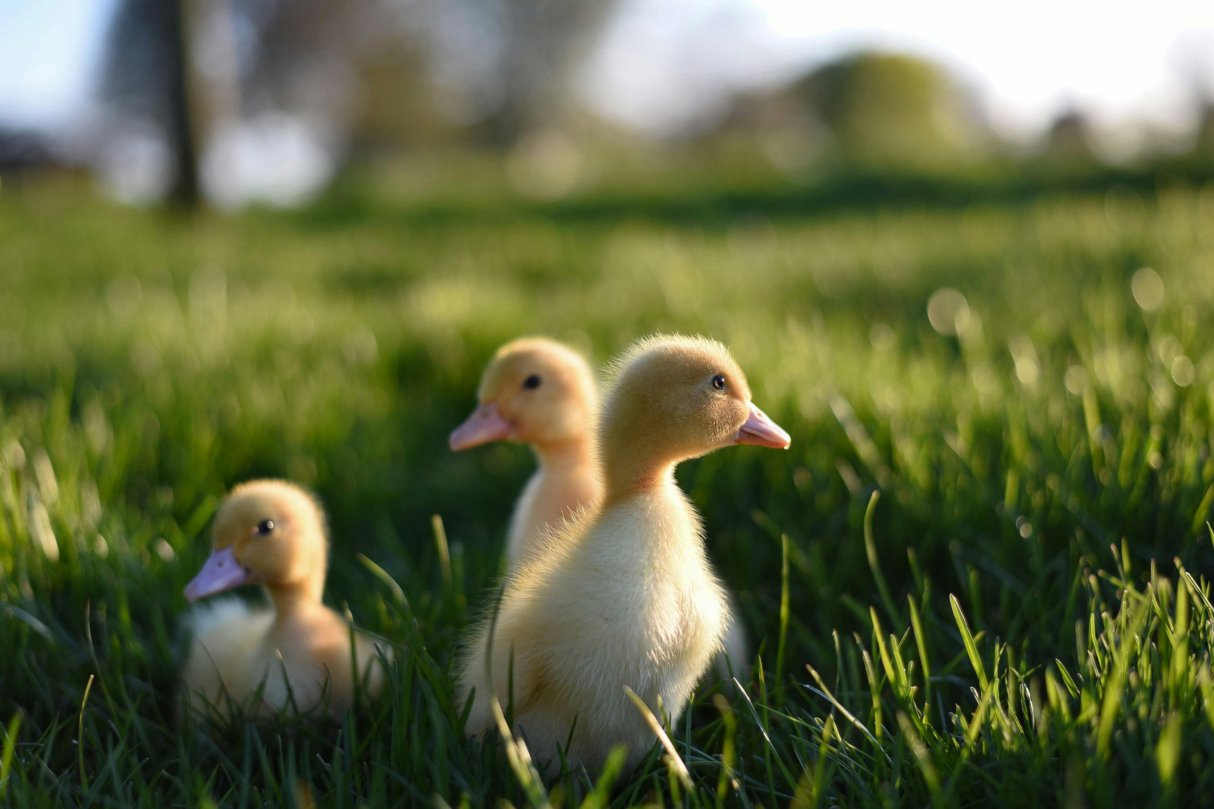 Flock of yellow ducklings resting in grass · Free Stock Photo