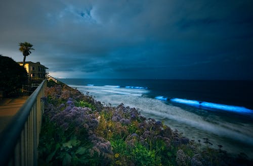 생물 발 광양, 은은히 빛나는, 캘리포니아 해안의 무료 스톡 사진