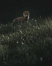 Curious red fox in wild nature