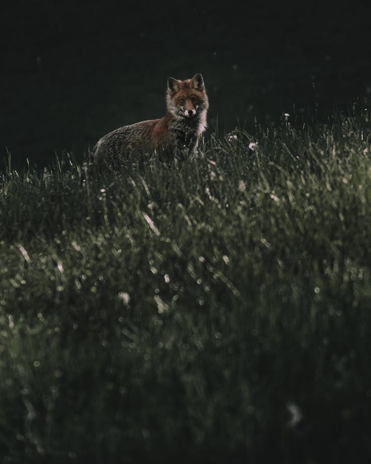 Curious Red Fox In Wild Nature