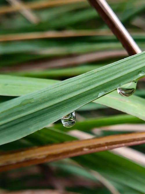 Photos gratuites de clichés, feuille verte, feuilles vertes