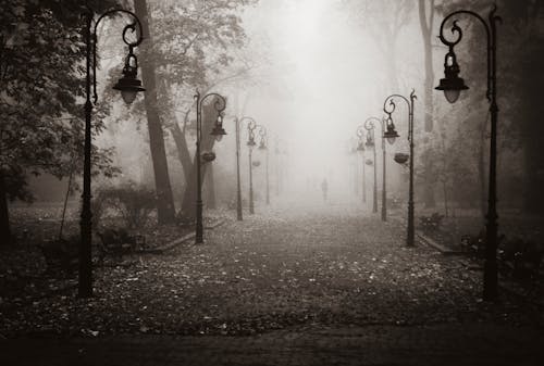 Alley with leaves on ground in fog