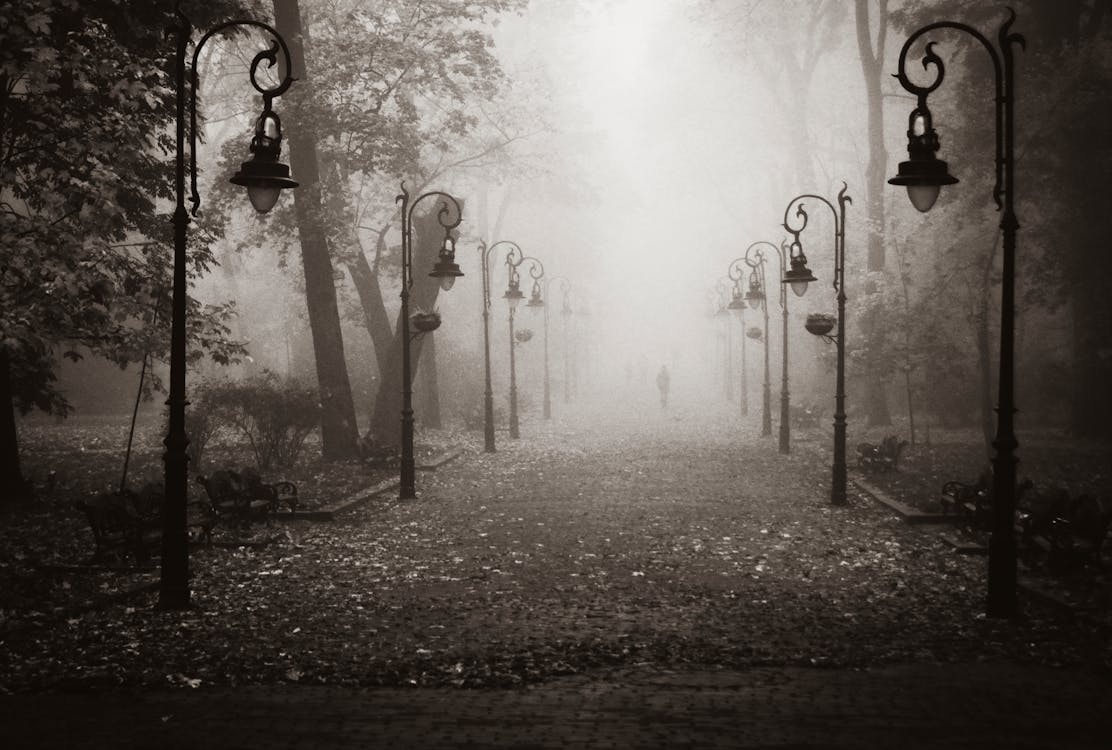 Free Alley with leaves on ground in fog Stock Photo