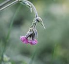 A Drooping Purple Flower