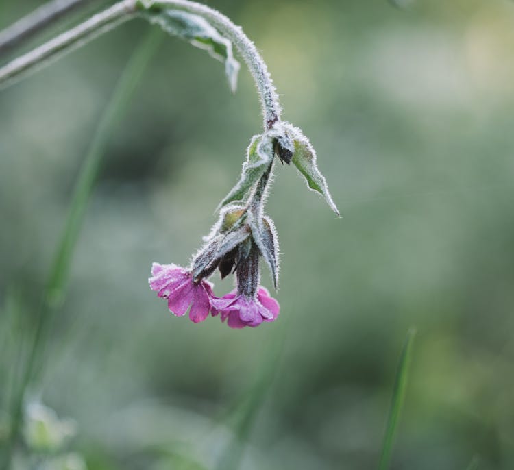 A Drooping Purple Flower