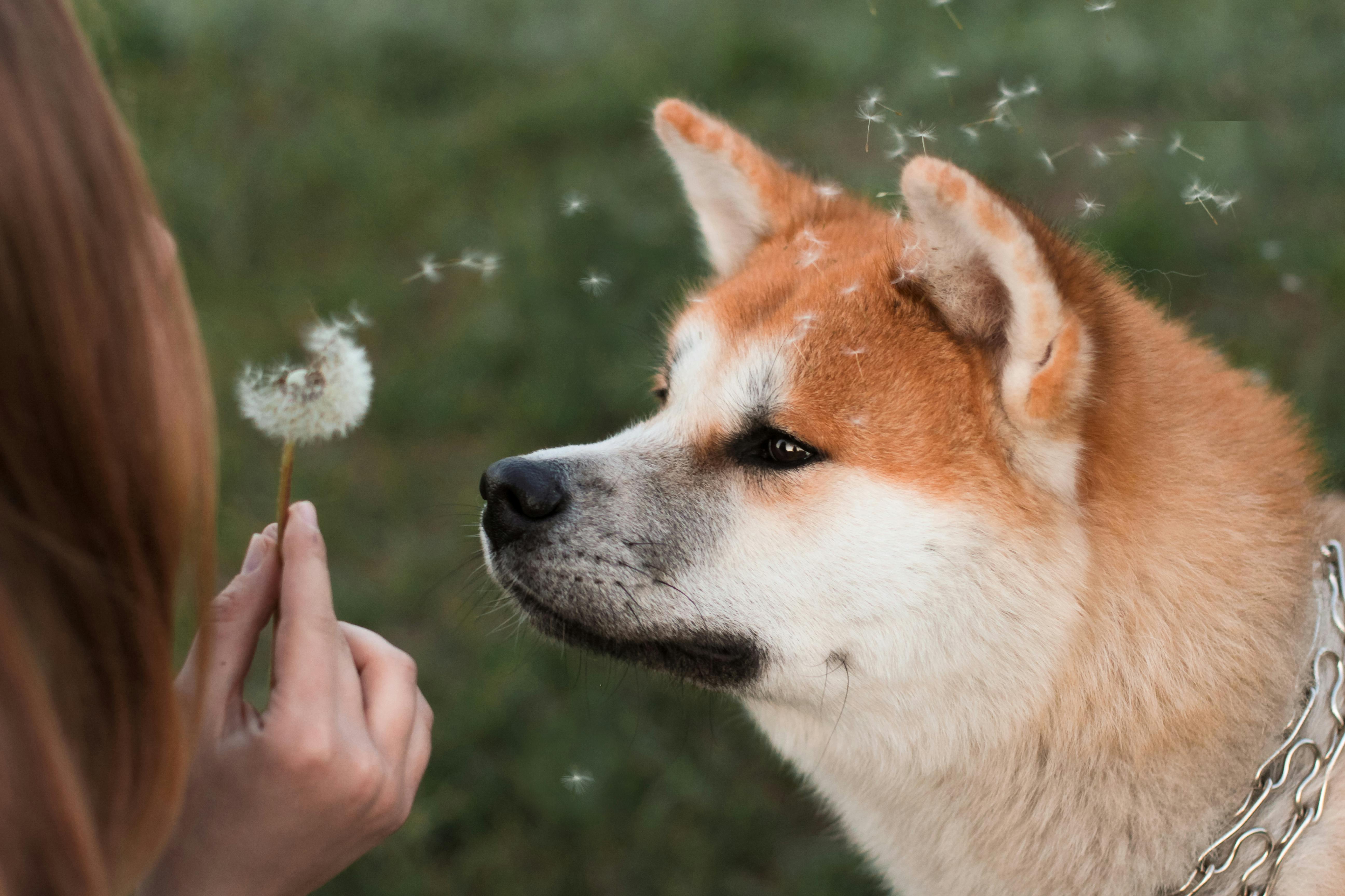 穏やかなふわふわ純血種の犬の銃口にタンポポを吹く所有者 無料の写真素材