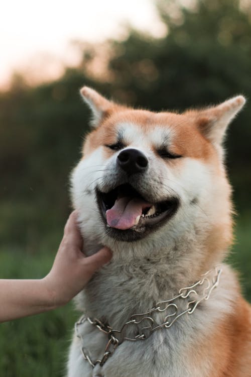 Foto stok gratis alam, anak anjing, anjing