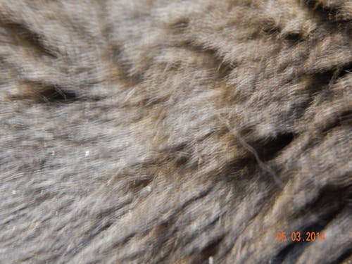 Free stock photo of blue russian fur, cat fur, close-up