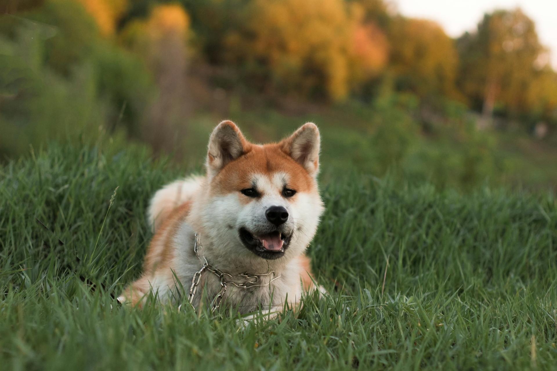 Adorable chien Shiba Inu avec des mâchoires ouvertes portant un collier couché sur de l'herbe verte avec des arbres derrière