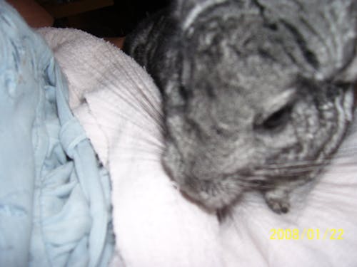 Free stock photo of chinchilla, furry, gray