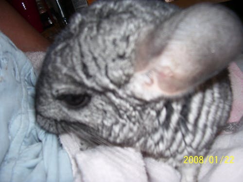 Fotos de stock gratuitas de chinchilla, gris, mascota